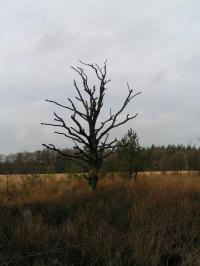 Klik op de foto voor groter formaat